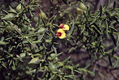 APII jpeg image of Daviesia angulata  © contact APII