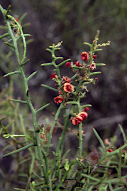 APII jpeg image of Daviesia benthamii subsp. humilis  © contact APII