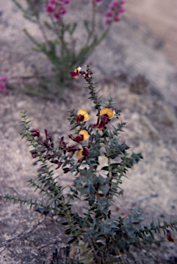 APII jpeg image of Daviesia cardiophylla  © contact APII