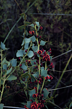 APII jpeg image of Daviesia rhombifolia  © contact APII