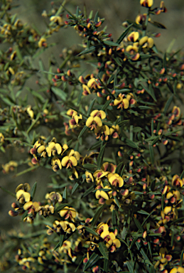 APII jpeg image of Daviesia ulicifolia  © contact APII