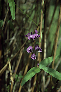 APII jpeg image of Glycine clandestina  © contact APII