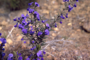 APII jpeg image of Hovea pungens  © contact APII