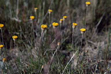 APII jpeg image of Leptorhynchos squamatus  © contact APII