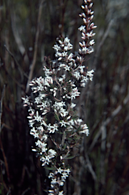 APII jpeg image of Leucopogon ericoides  © contact APII