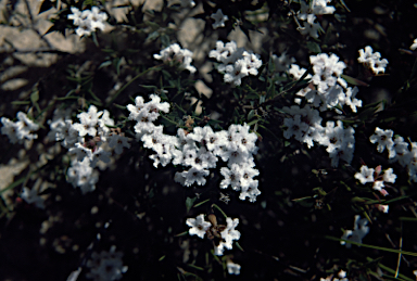 APII jpeg image of Leucopogon virgatus  © contact APII