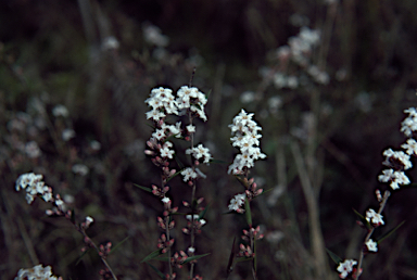 APII jpeg image of Leucopogon virgatus  © contact APII