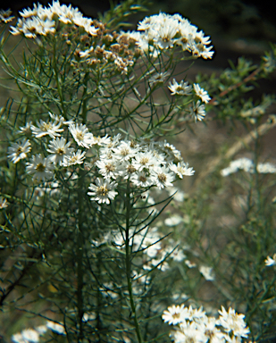 APII jpeg image of Olearia glandulosa  © contact APII