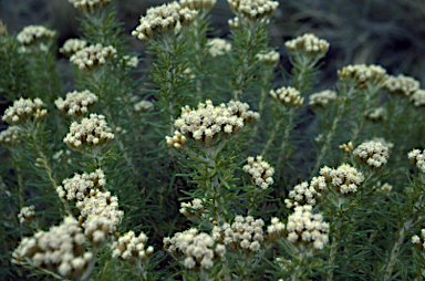 APII jpeg image of Ozothamnus turbinatus  © contact APII