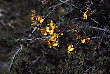 APII jpeg image of Pultenaea acerosa  © contact APII