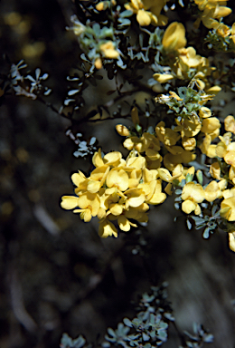 APII jpeg image of Pultenaea altissima  © contact APII