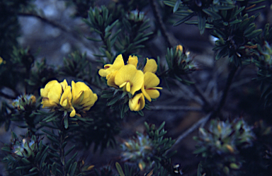 APII jpeg image of Pultenaea aristata  © contact APII