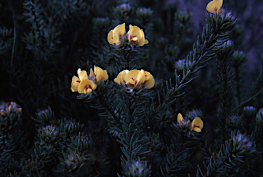 APII jpeg image of Pultenaea aristata  © contact APII