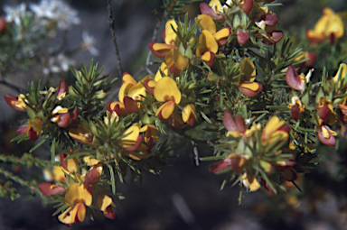 APII jpeg image of Pultenaea boormanii  © contact APII