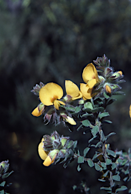 APII jpeg image of Pultenaea ferruginea  © contact APII