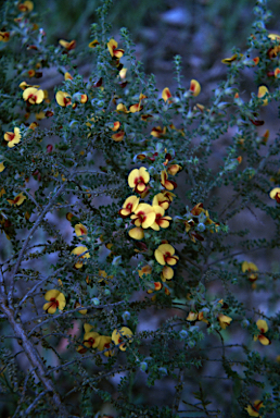 APII jpeg image of Pultenaea foliolosa  © contact APII