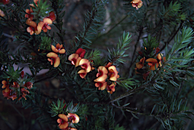 APII jpeg image of Pultenaea humilis  © contact APII