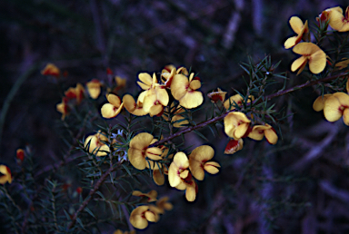 APII jpeg image of Pultenaea juniperina  © contact APII