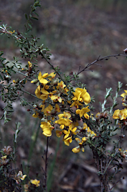 APII jpeg image of Pultenaea largiflorens  © contact APII