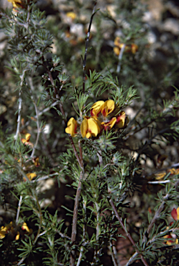 APII jpeg image of Pultenaea laxiflora  © contact APII