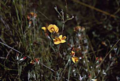 APII jpeg image of Pultenaea luehmannii  © contact APII