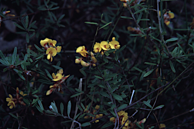 APII jpeg image of Pultenaea myrtoides  © contact APII