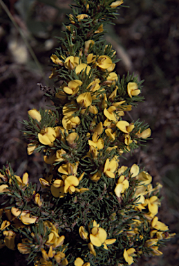 APII jpeg image of Pultenaea prolifera  © contact APII