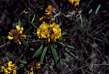 APII jpeg image of Pultenaea rosmarinifolia  © contact APII