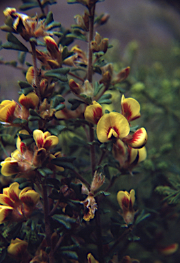 APII jpeg image of Pultenaea scabra  © contact APII