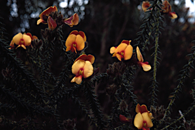 APII jpeg image of Pultenaea skinneri  © contact APII