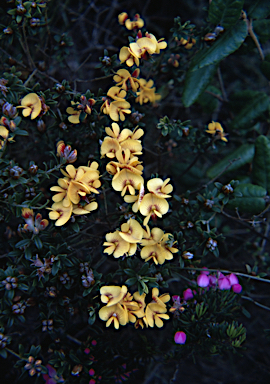 APII jpeg image of Pultenaea stricta  © contact APII