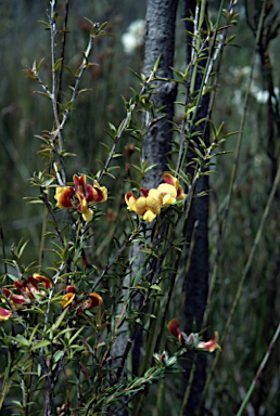 APII jpeg image of Almaleea subumbellata  © contact APII