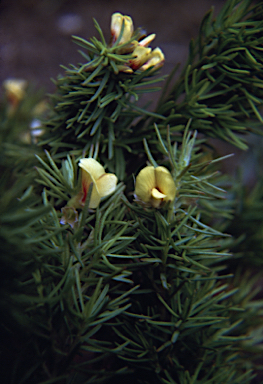 APII jpeg image of Pultenaea tenuifolia  © contact APII