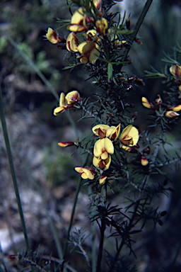 APII jpeg image of Pultenaea williamsoniana  © contact APII