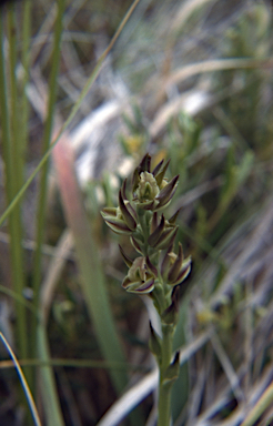 APII jpeg image of Prasophyllum parviflorum  © contact APII