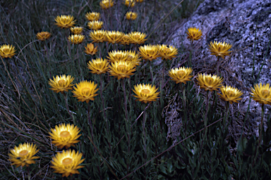 APII jpeg image of Xerochrysum subundulatum  © contact APII