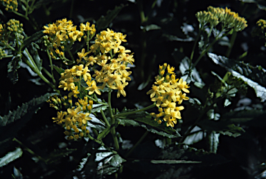 APII jpeg image of Senecio linearifolius  © contact APII