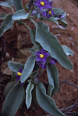 APII jpeg image of Solanum centrale  © contact APII