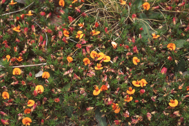 APII jpeg image of Pultenaea pedunculata  © contact APII