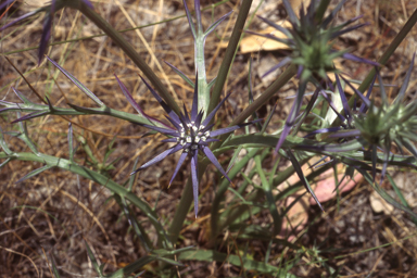 APII jpeg image of Eryngium ovinum  © contact APII