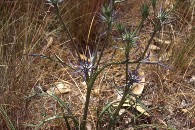 APII jpeg image of Eryngium ovinum  © contact APII