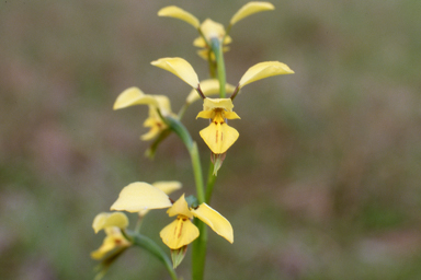 APII jpeg image of Diuris abbreviata  © contact APII