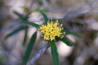 APII jpeg image of Phebalium squamulosum  © contact APII