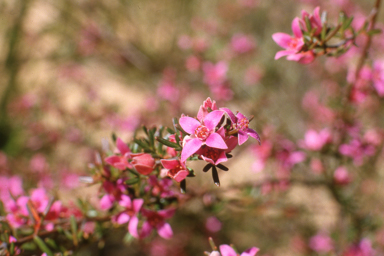 APII jpeg image of Boronia warrumbunglensis  © contact APII