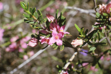 APII jpeg image of Boronia glabra  © contact APII