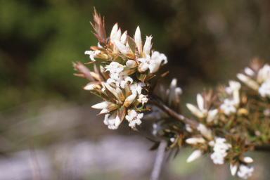 APII jpeg image of Leucopogon attenuatus  © contact APII