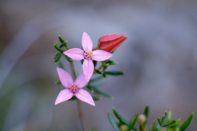 APII jpeg image of Boronia ledifolia  © contact APII