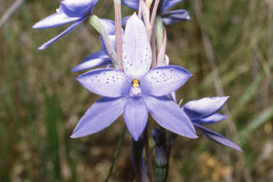 APII jpeg image of Thelymitra ixioides  © contact APII