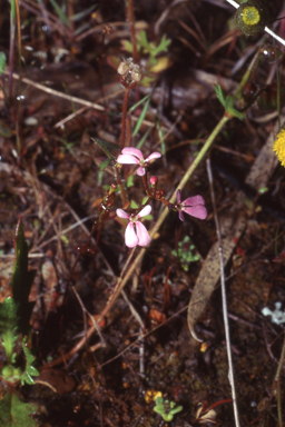 APII jpeg image of Stylidium periscelianthum  © contact APII