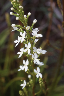 APII jpeg image of Stylidium confluens  © contact APII